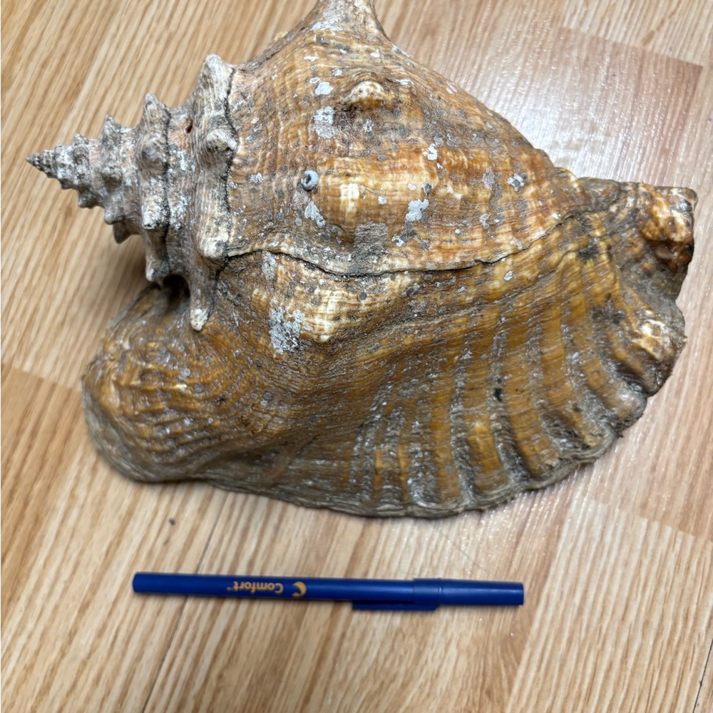 Huge shell
Natural Brown Conch Shell Art Piece